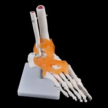 1: 1 Žmogaus Skeletas Žmogaus Modelis, Bendroji Anatomija Kulkšnies Raiščių Anatomiškai Mokymo Išteklių Priemonė Dropshipping