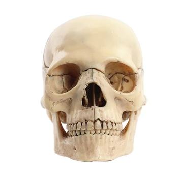 1:2 Išardyta Kaukolės Anatomijos Modelis Anatomija Skeletas Kaukolės Modelis, Nuimamas Mokymo Reikmenys Įrankis