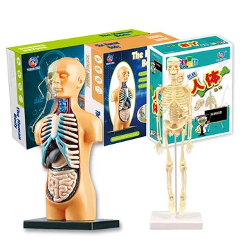 1set Anatomijos Modelis Vaikams, Žmogaus Kūno Anatomijos Modelis, Nuimamas Žmogaus Kūno Modelis ForMedical Studentų Švietimo, Mokslo ir Mokymosi