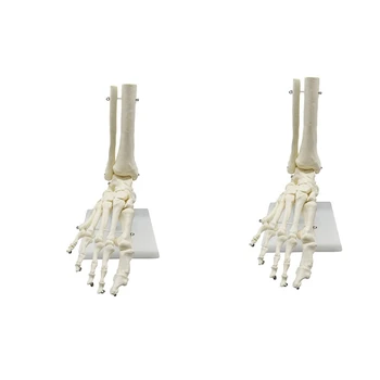 2X 1:1 Žmogaus Skeletas Pėdos Anatomijos Modelis Pėdos Ir Čiurnos Su Kotu Anatomijos Modelis Anatomijos Mokymo Išteklių