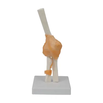 Anatomijos Modelis Bendras Modelis Apima Raištis Plastikinių Kaulų Alkūnė Mokymo Išteklių Žmogaus Skeletas