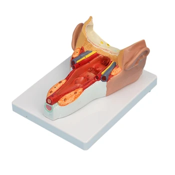 Anatomijos Ryklės Sienelės Raumenų Modelis Ligos Tyrimas, Ryklės Sienos Raumenų Anatomijos Modelis Modeliai