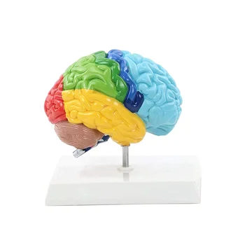 Dešiniojo Pusrutulio Smegenų Žmogaus Kūno Modelį Švietimo Smegenų Modelis 1:1, Studentų Mokymo Studijų Modelio Surinkimas
