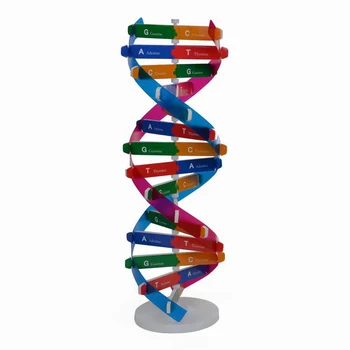 DNR Modeliai Dvigubos Spiralės Modelio Komponentai Mokslo Švietimo Mokymo Priemonė DNR Montavimas Ekranas Ankstyvojo Lavinimo Žaislai