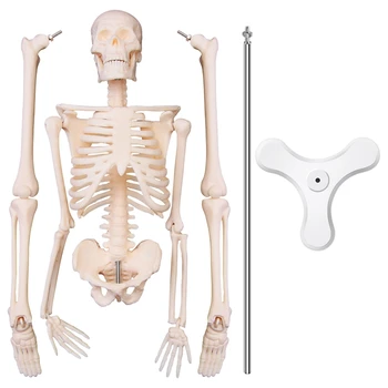 NAUJAS-45CM Žmogaus Anatomijos Anatomija Skeleto Modelis Plakatas Mokytis Pagalbos Anatomija Žmogaus Skeleto Modelis