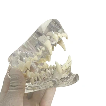 Skaidrus Šunų Dantų Anatomijos Modelis Gyvūnų Burnos, Dantų, Žandikaulio Veterinarijos Švietimo Įrankis